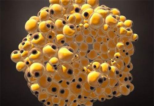 Các nhà khoa học “biến” thành công tế bào ung thư vú thành… chất béo