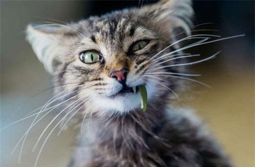 Vì sao mèo ăn cỏ?