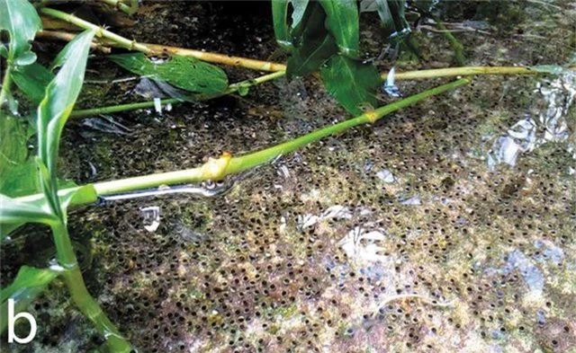 Loài ếch khổng lồ có cách xây “bể bơi nòng nọc” độc đáo - 2