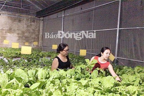 Đồng Nai: Khởi nghiệp bằng nghề trồng rau thủy canh