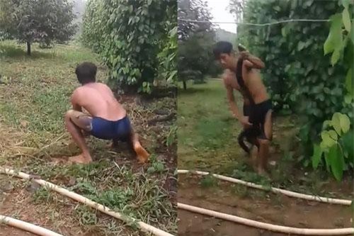 ‘Rụng rời tay chân’ khi xem màn bắt rắn hổ mang khổng lồ bằng tay không ở Tây Nguyên