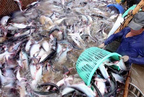 Giá cá tra nguyên liệu tại ĐBSCL liên tục sụt giảm