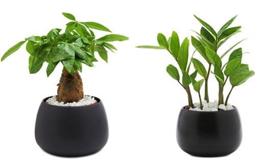 4 loại cây nếu bạn trồng trong nhà cực kỳ may mắn, tiền bạc tự nhiên rơi trúng đầu tiêu không hết