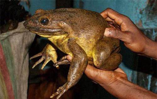 Loài ếch khổng lồ có cách xây “bể bơi nòng nọc” độc đáo