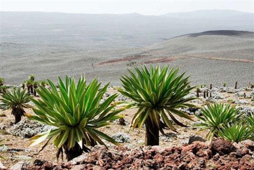 Tìm thấy hầm đá trú ẩn 47.000 năm tuổi ở châu Phi