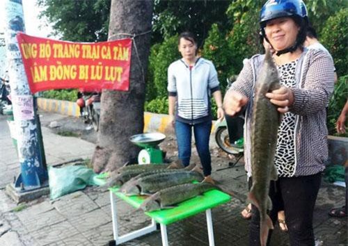 Dân TPHCM “đổ xô” mua cá tầm 100.000 đồng/kg ủng hộ người nuôi cá vùng lũ