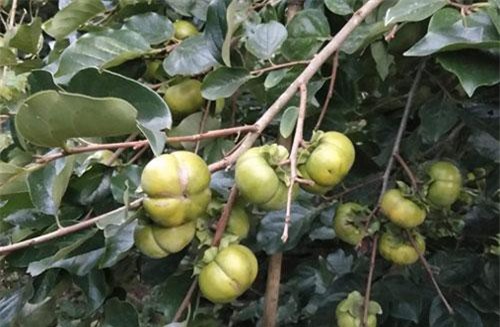 Giống hồng giòn Nhật Bản trên vùng cao Yên Bái