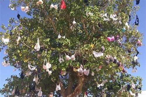 Kinh dị cây đồ lót, ai đi qua cũng "run cầm cập"