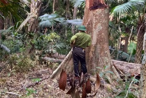 Rừng nguyên sinh Vườn quốc gia Pù Mát bị xâm hại