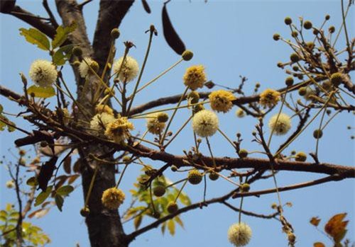Khám phá bất ngờ cây căm xe quý hiếm ở Việt Nam