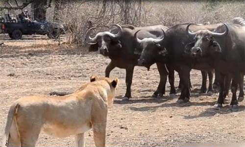 Trâu rừng “kéo quân” tấn công đàn sư tử