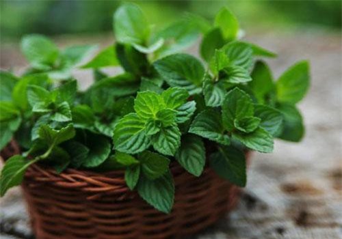 Loạt công dụng bất ngờ của lá bạc hà quen thuộc