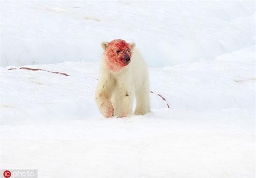 Mẹ con gấu Bắc cực săn giết hải cẩu bê bết máu