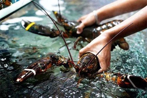 Tôm hùm Mỹ ồ ạt về Việt Nam giữa "thương chiến", giá chỉ 385.000 đồng/kg