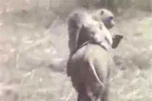 ‘Cười đau ruột’ nhìn cảnh lợn chở khỉ chạy trốn thổ dân