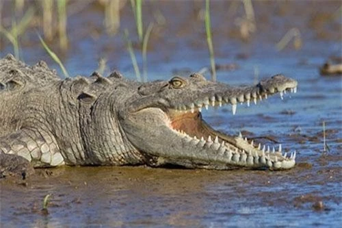 Cá sấu cổ đại có nhiều loài là động vật ăn thực vật thay vì ăn thịt