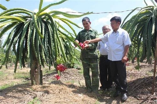 Ông Nguyễn Văn Chung (trái) đang hướng dẫn cách chăm sóc thanh long ruột đỏ cho khách tham quan.