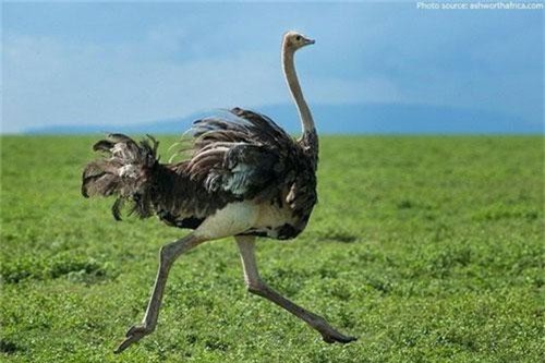 Đà điểu xổng chuồng gây náo loạn trên đường phố