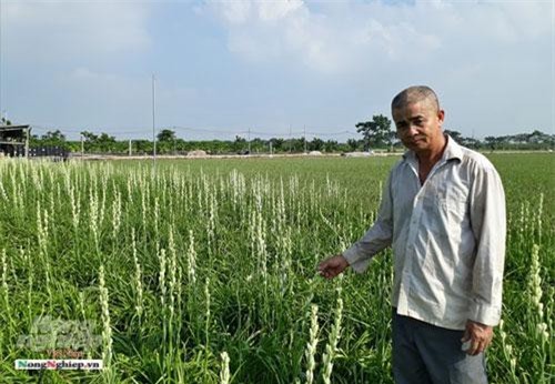 Hà Nội: Trồng huệ trên đất lúa thu nhập khá