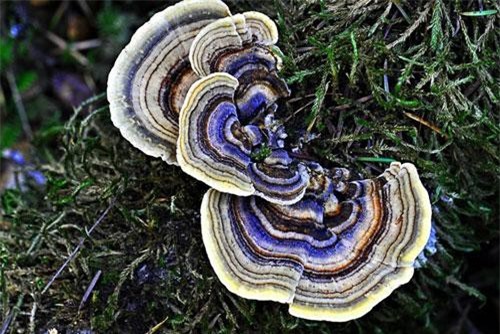 Khám phá loài nấm siêu đẹp, có tên trùng với mỹ nữ trong truyện 'Đấu phá thương khung'