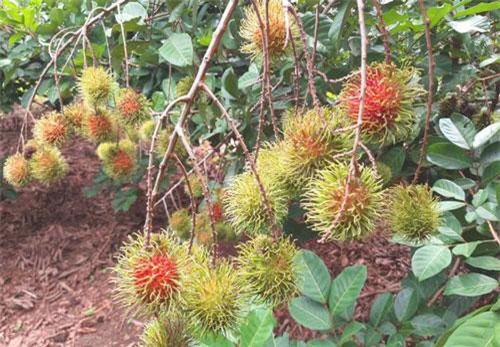 Gia Lai: Thu hàng trăm triệu đồng trên vùng đất sỏi đá nhờ chôm chôm