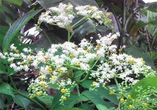 Cây cơm cháy chữa vết thương