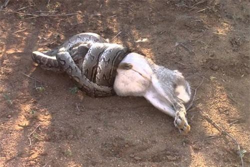 ‘Kinh hãi’ nhìn cảnh trăn đá châu Phi nuốt con mồi to gấp nhiều lần cơ thể