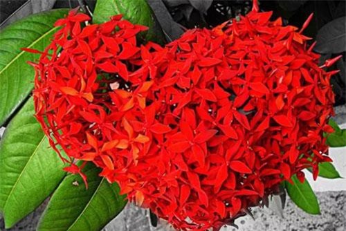 Những loài hoa mang may mắn và tài lộc trong ngày lễ Vu Lan