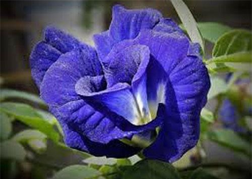 Những tác dụng bất ngờ từ hoa đậu biếc