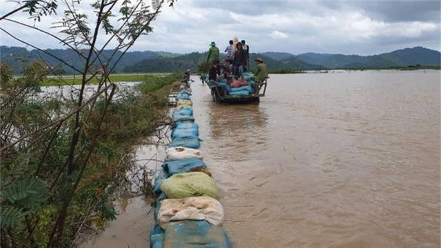 Vỡ đê, 1.000 ha lúa chìm trong biển nước - 3