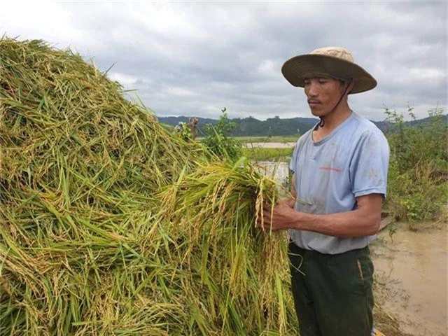 Vỡ đê, 1.000 ha lúa chìm trong biển nước - 4