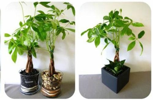 Trồng cây kim ngân vừa đẹp, vừa đón và giữ tài lộc đầy nhà