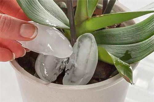 Thấy vợ thả 3 viên đá lạnh xuống chậu hoa chồng bảo "vợ hâm", ai ngờ kết quả mới bất ngờ