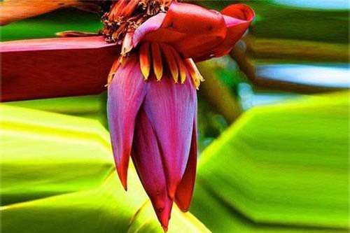 Tác dụng ngừa ung thư, chữa nhiều bệnh cực kỳ tốt của hoa chuối