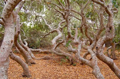 Huyền bí những “khu rừng ma ám” nổi tiếng thế giới