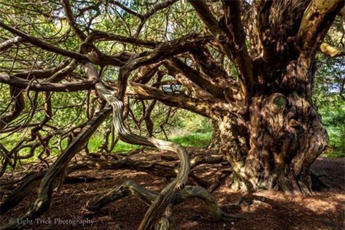 Khu rừng phù thủy và bí ẩn hút người người theo dõi