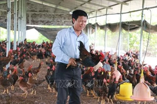 Ông Đặng Xuân Trinh thăm trại nuôi gà. Ảnh: K GỬIH -TTXVN