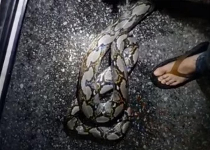 Đột nhập khu dân cư, trăn khổng lồ hoảng loạn tự cắn mình