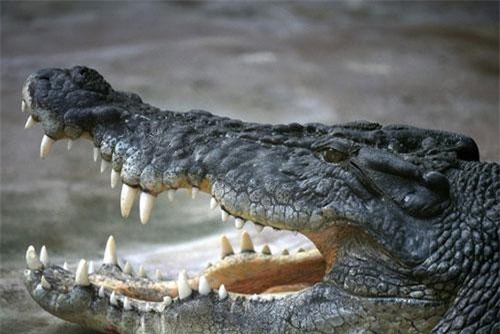 Cá sấu tràn vào đường phố ngập lụt ở Ấn Độ