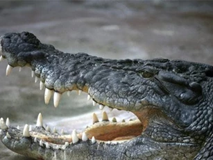 Cá sấu tràn vào đường phố ngập lụt ở Ấn Độ