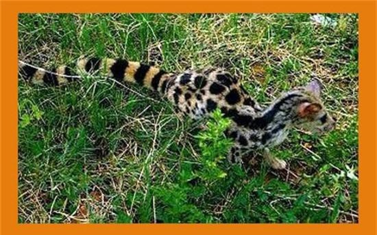 "Soi" loài cầy gấm đẹp, quý hiếm của Việt Nam