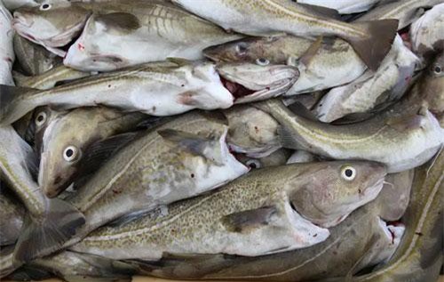 Biến đổi khí hậu có thể khiến thủy ngân độc hại tích tụ trong hải sản