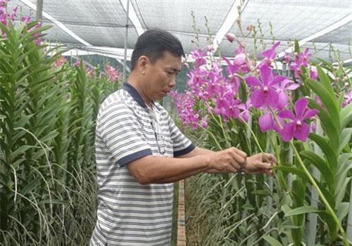 Trồng lan trên đất lúa thu hàng tỷ đồng/ha