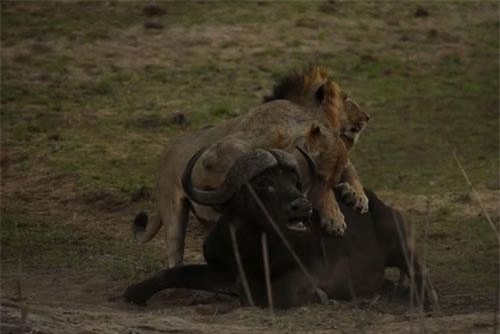 Trâu rừng chết thảm khi đối đầu với 3 con sư tử