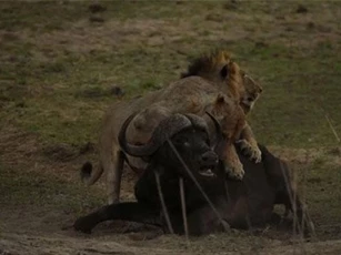 Trâu rừng chết thảm khi đối đầu với 3 con sư tử