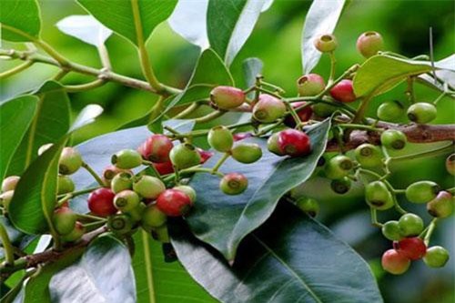 Loạt tác dụng tuyệt vời đối với sức khỏe của nước lá vối