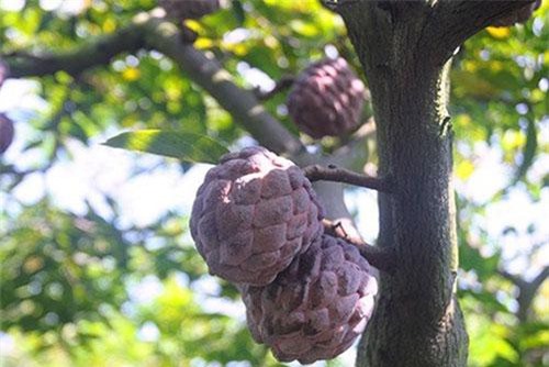 Na tím 400.000 đồng/kg vẫn đắt hàng