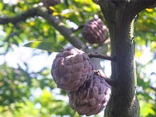 Na tím 400.000 đồng/kg vẫn đắt hàng