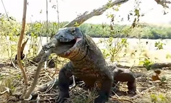 Rồng Komodo săn, nhai ngấu nghiến khỉ, còn thè lưỡi khoe chiến tích