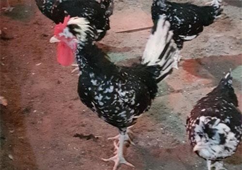 Cần Thơ: Nuôi giống gà "quý tộc", trọng lượng nhỏ, giá bán cao